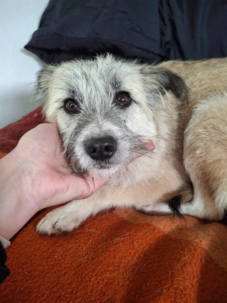JOY 4290, female mixed breed for adoption at No Limit Pets, Romania