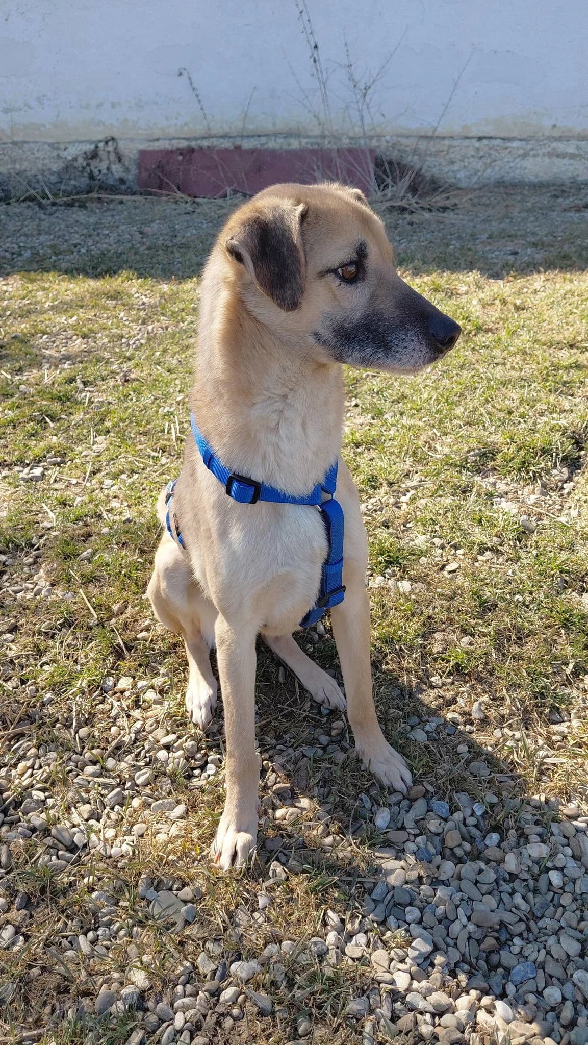 JUKKA 9735, male young Mixed Breed for adoption at No Limit Pets, Romania