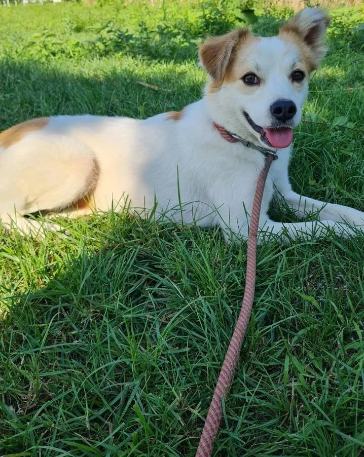 JULIUS, male Mixed Breed for adoption at No Limit Pets, Romania