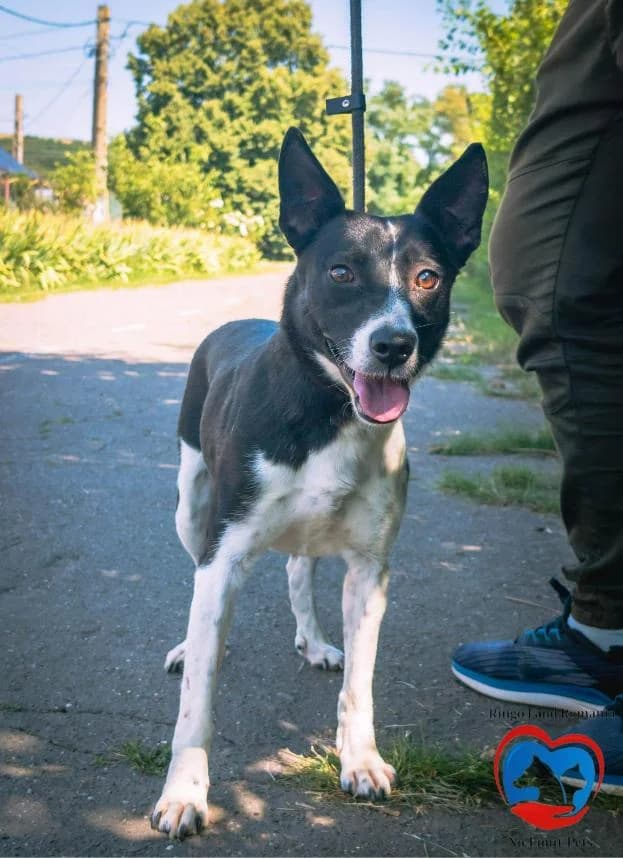 JUNO 9413- Adoptat, female mixed breed for adoption at No Limit Pets, Romania