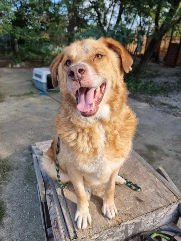 KAIDO 4892, male 4yo mixed breed for adoption at No Limit Pets, Romania