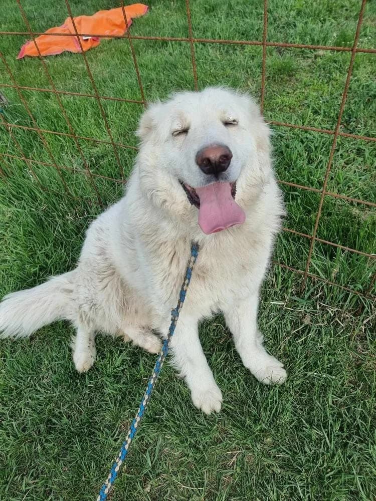 KAIZEN 0229, male 3yo mixed breed for adoption at No Limit Pets, Romania
