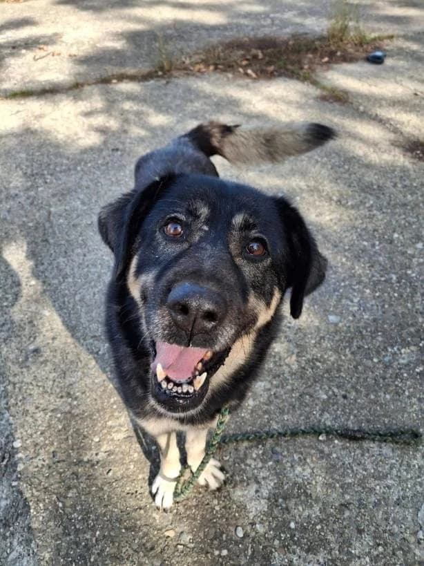 KALEA 8096, female mixed breed for adoption at No Limit Pets