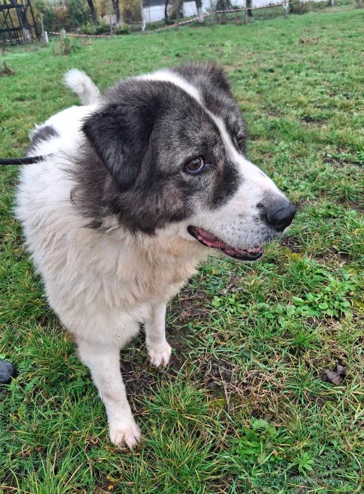 KENDRA 9312, female Mixed Breed for adoption at No Limit Pets, Romania