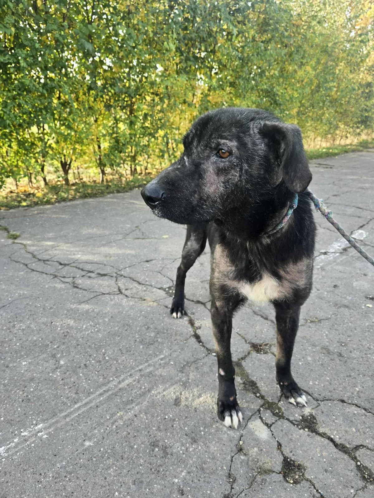 KEVIN 1916, male young Mixed Breed for adoption at No Limit Pets, Romania