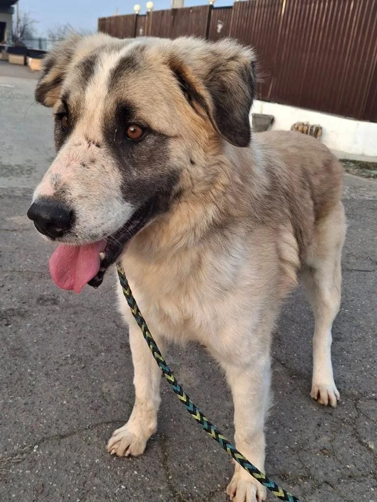 KIMBA 0568, male mixed breed for adoption at No Limit Pets, Romania