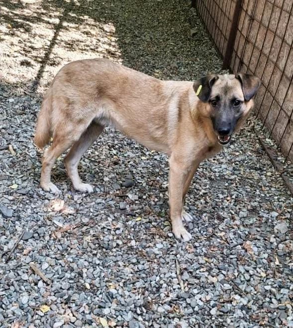 KIWI 0243, male 3yo mixed breed for adoption at No Limit Pets, Romania