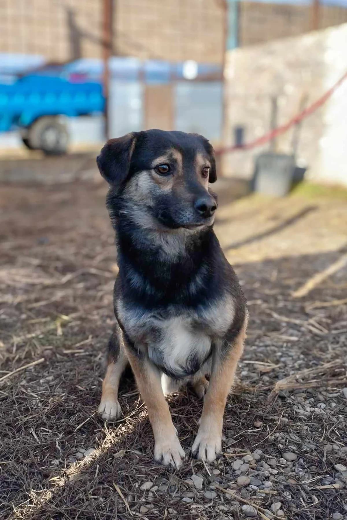 KOLJA 5115 – ADOPTAT, male mixed breed for adoption at No Limit Pets, Romania