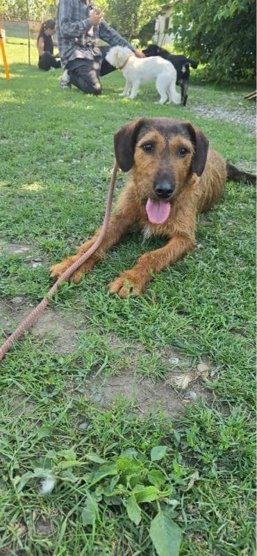 LAIKA 7249 – nedisponibil, female young mixed breed for adoption at No Limit Pets, Romania