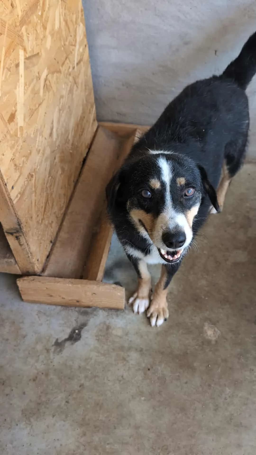 LAKI 4816, male 3yo mixed breed for adoption at No Limit Pets, Romania