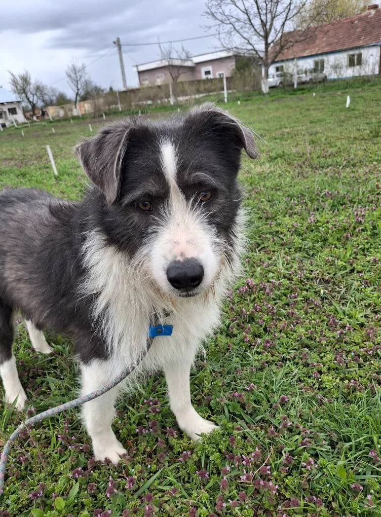 LAKOTA 1667, male mixed breed for adoption at No Limit Pets, Romania