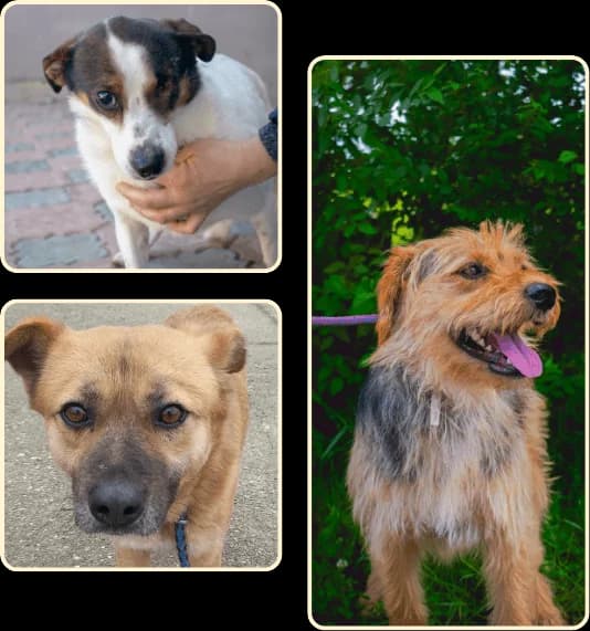 LAKOTA 1667, male mixed breed for adoption at No Limit Pets — photo 3 of 12