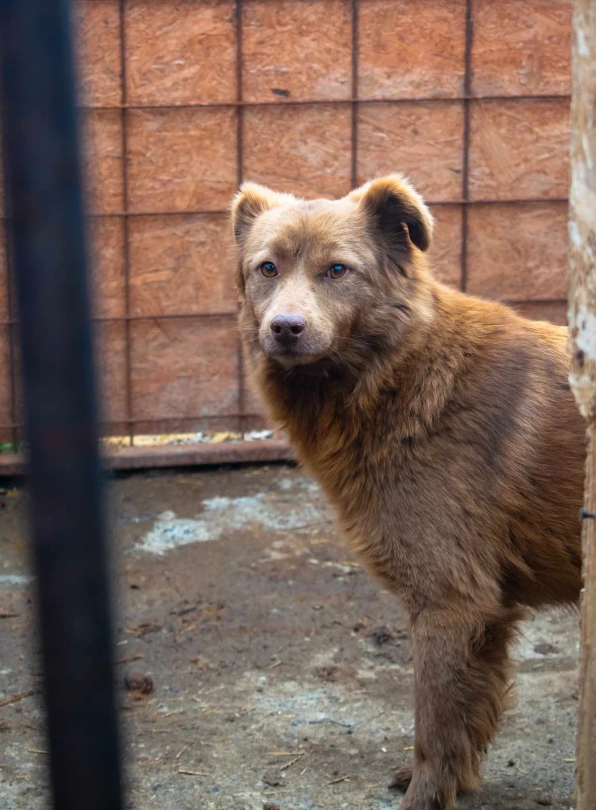 LALE-2570, female Mixed Breed for adoption at No Limit Pets, Romania