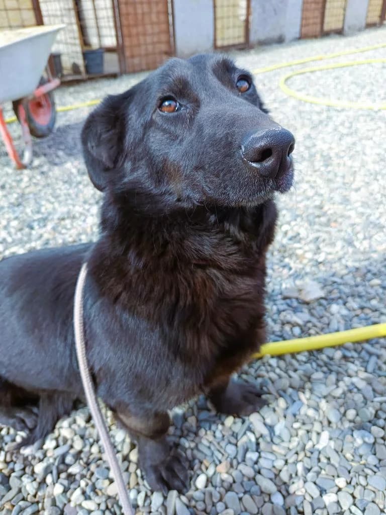 LARA, female Mixed Breed for adoption at No Limit Pets, Romania