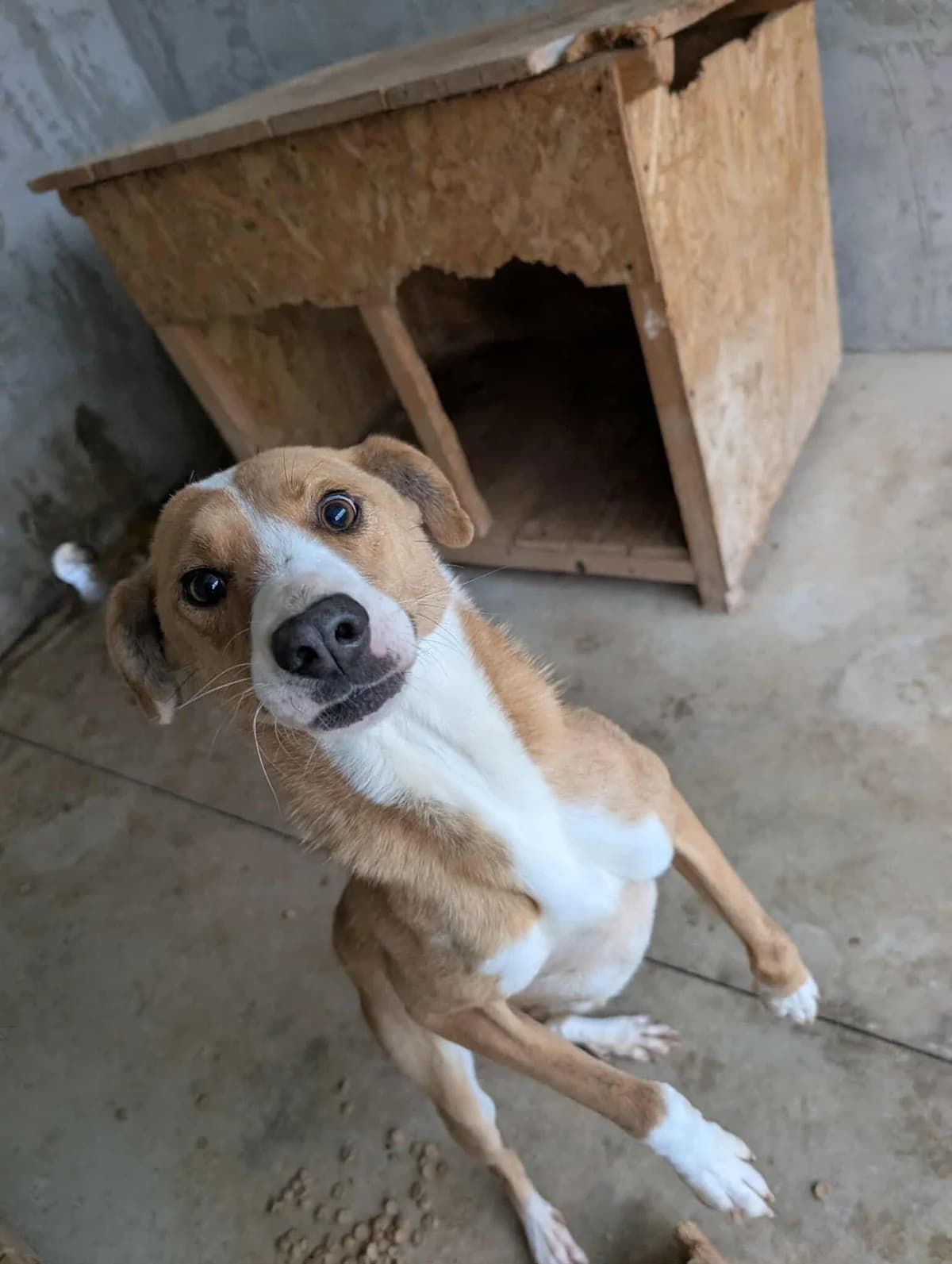 LARRY 1128, male 5yo mixed breed for adoption at No Limit Pets, Romania