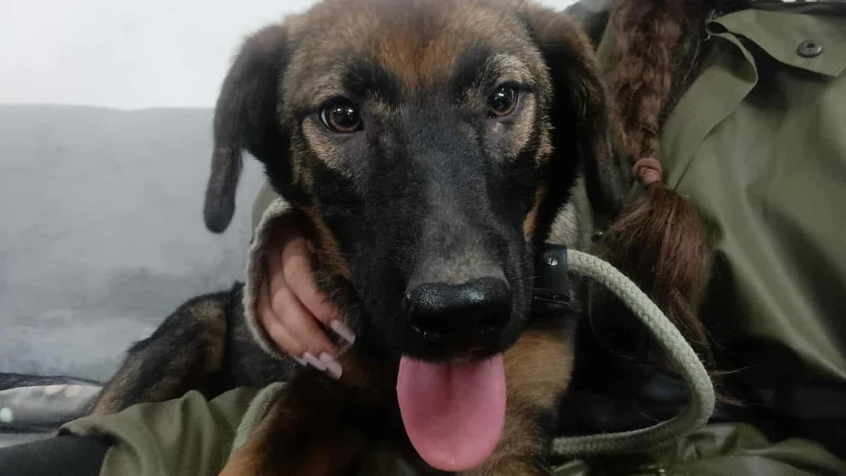 LEA-2187, female mixed breed for adoption at No Limit Pets, Romania