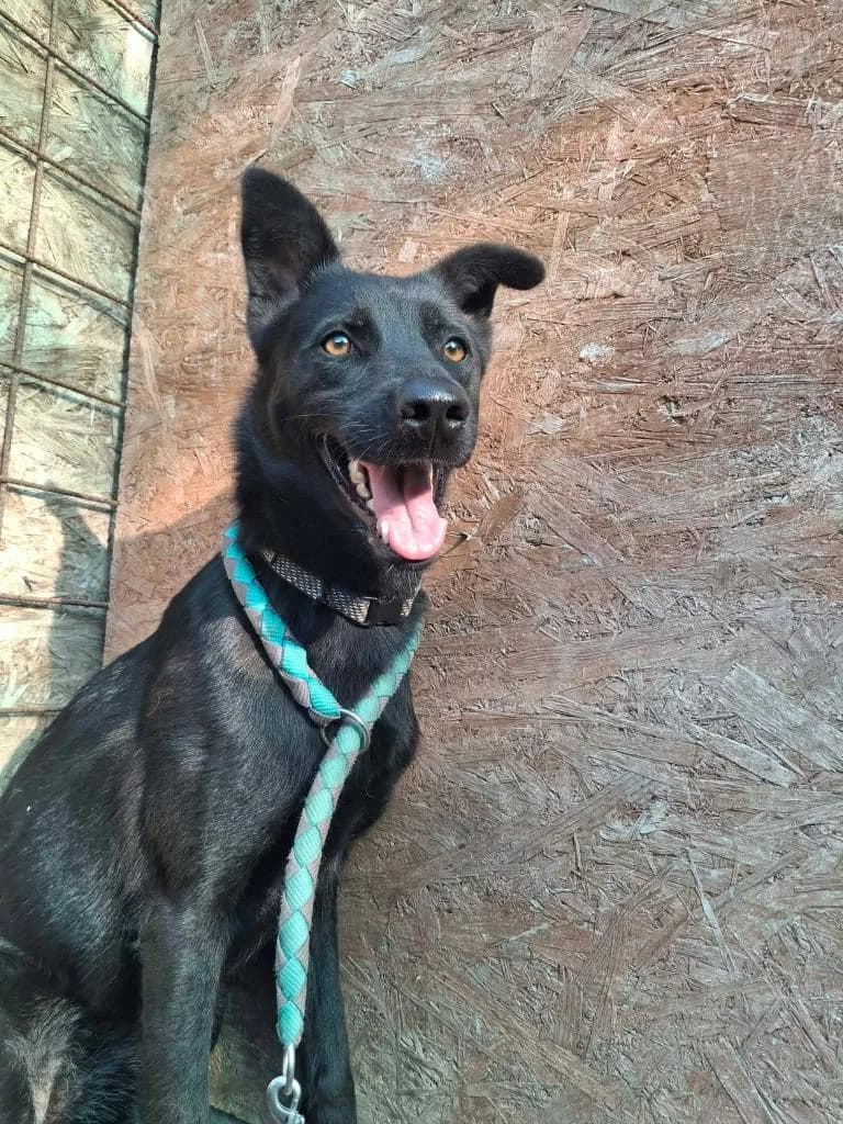 LENI 6527, female young mixed breed for adoption at No Limit Pets, Romania