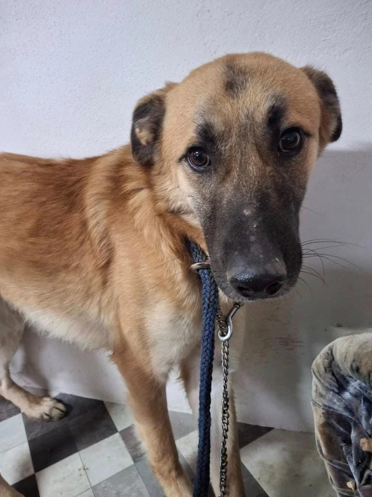 eLEO8578, male mixed breed for adoption at No Limit Pets, Romania