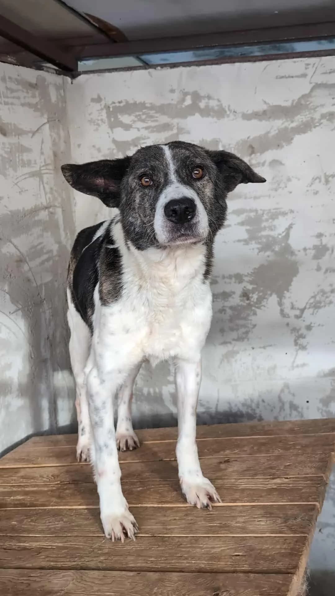LEON 7394, male mixed breed for adoption at No Limit Pets, Romania