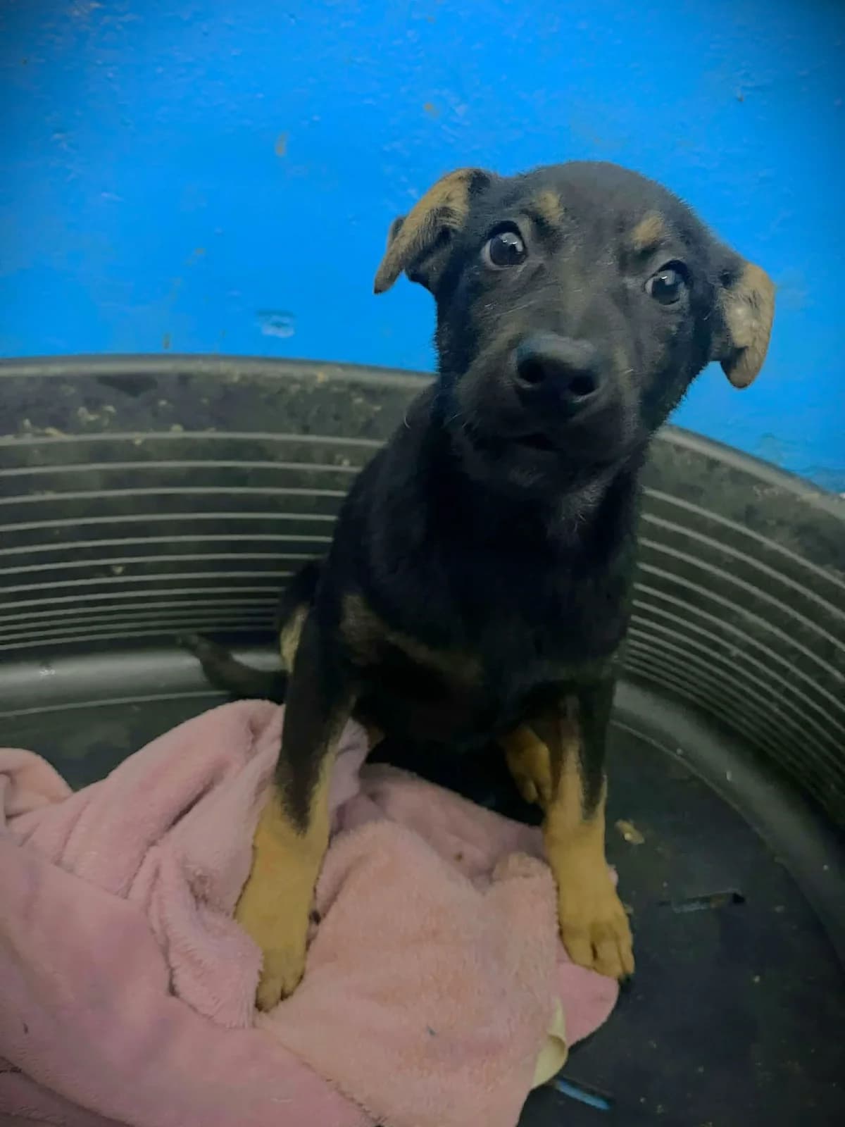 LEONIE 1378, female Mixed Breed for adoption at No Limit Pets, Romania