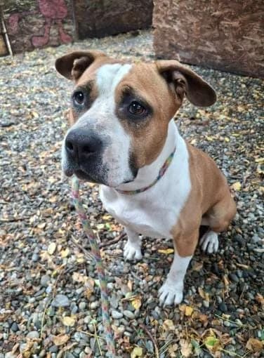 LEXI 1133, female mixed breed for adoption at No Limit Pets