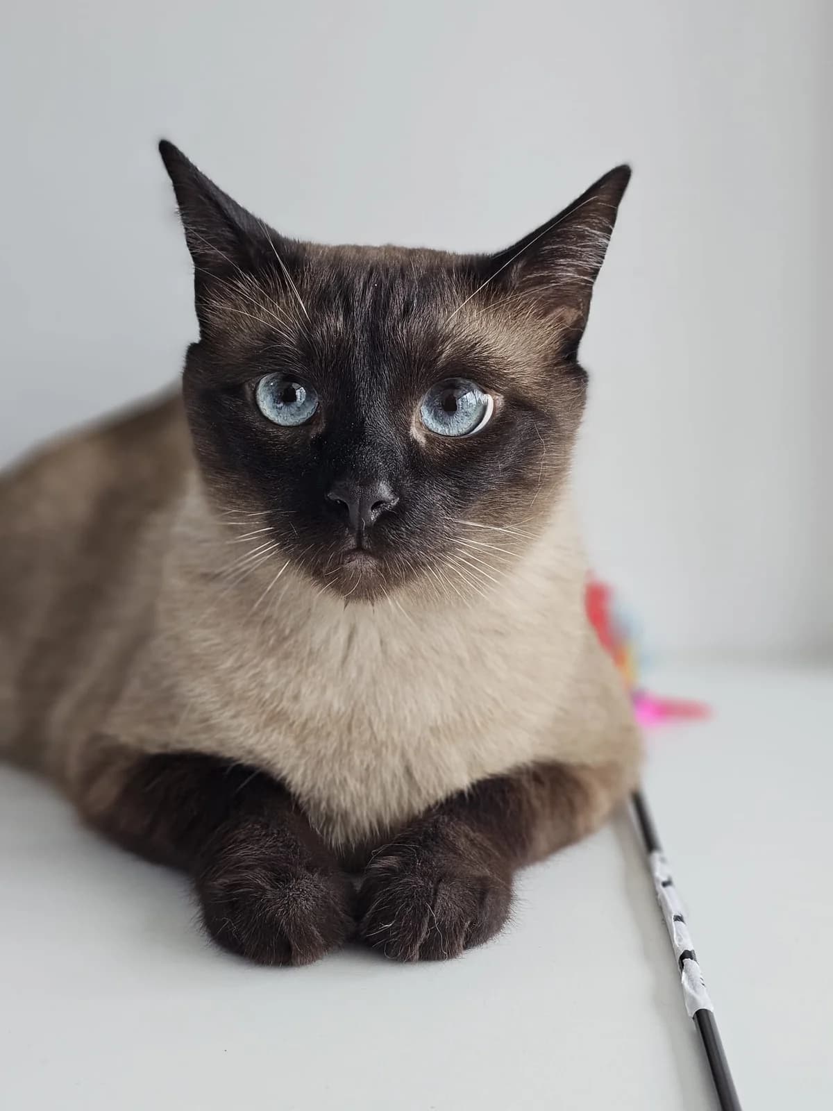 LEXUS – ADOPTAT, female mixed breed for adoption at No Limit Pets