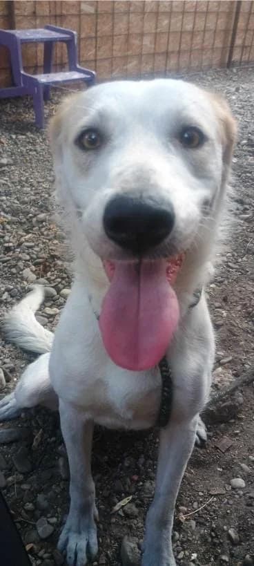 LIBBY 4354 – ADOPTAT, female mixed breed for adoption at No Limit Pets, Romania