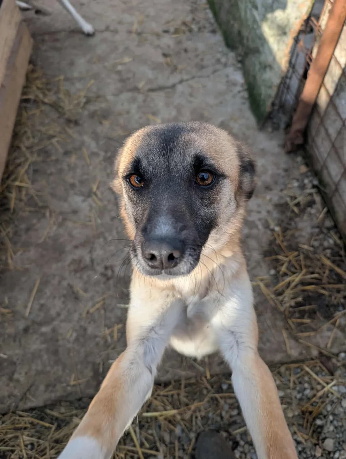 LIESELI 2779, female 3yo mixed breed for adoption at No Limit Pets, Romania
