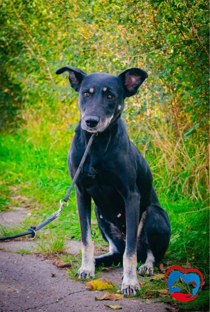 LILI 2152, female young mixed breed for adoption at No Limit Pets, Romania