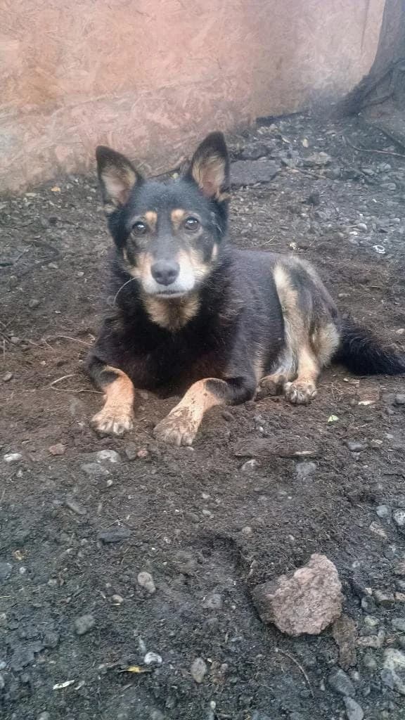 LILLY, female mixed breed for adoption at No Limit Pets, Romania
