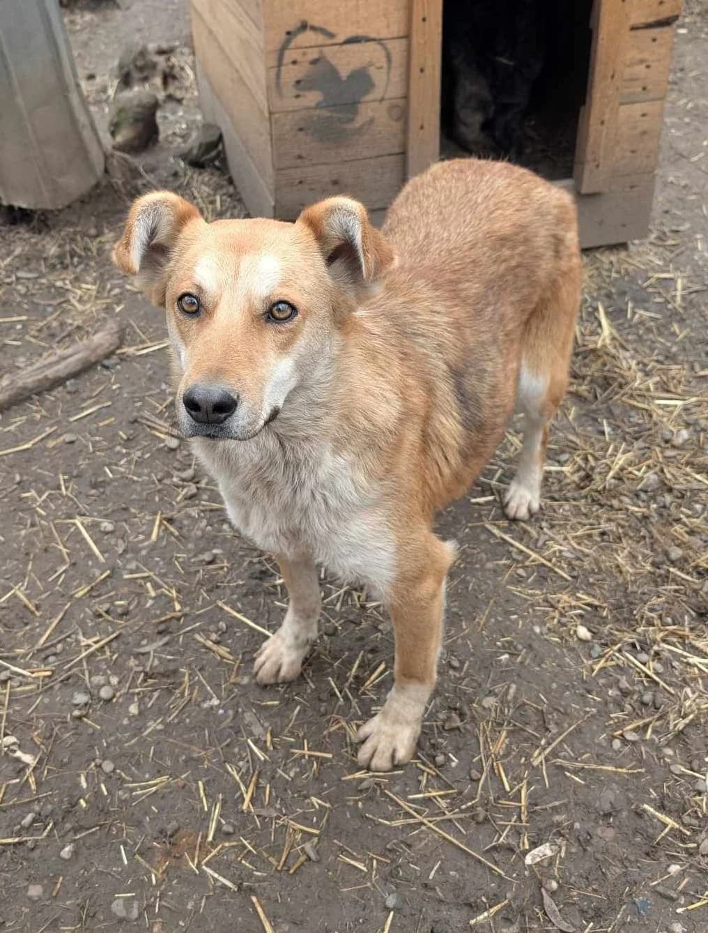 LILY 0876, female 3yo Mixed Breed for adoption at No Limit Pets, Romania