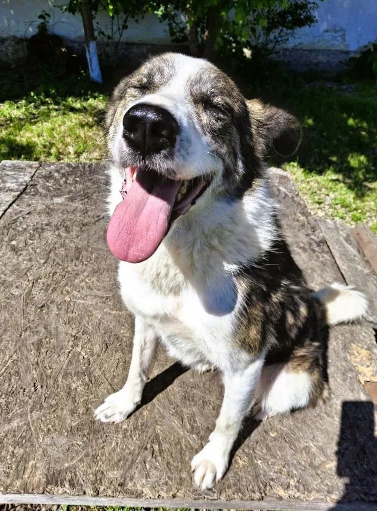 LINUS 4513- adoptat, male mixed breed for adoption at No Limit Pets, Romania