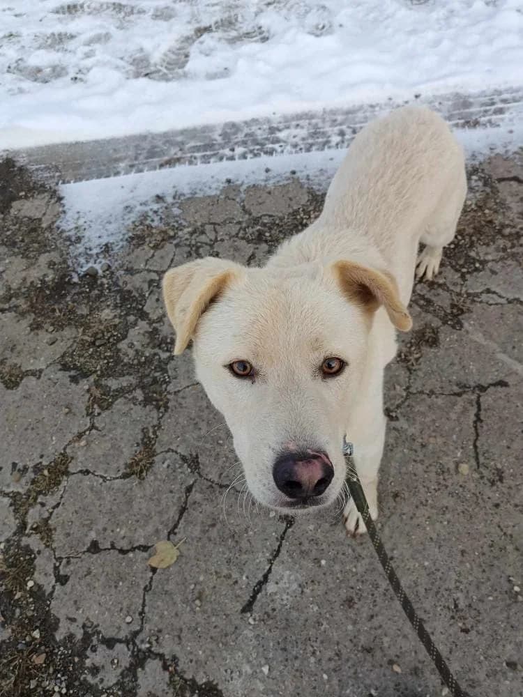 LINUS 4894, male mixed breed for adoption at No Limit Pets