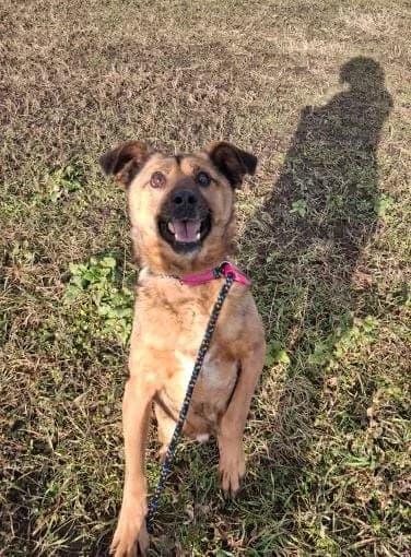 LIO 2807, male mixed breed for adoption at No Limit Pets