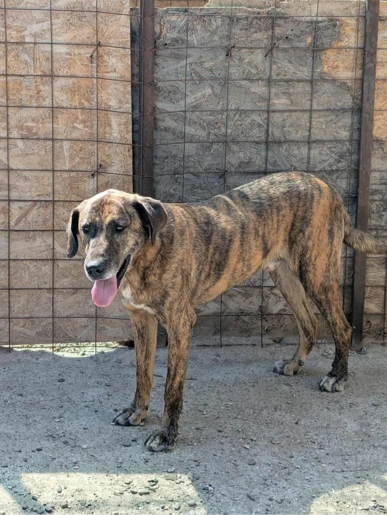 LIPTON 9813, male 4yo mixed breed for adoption at No Limit Pets, Romania