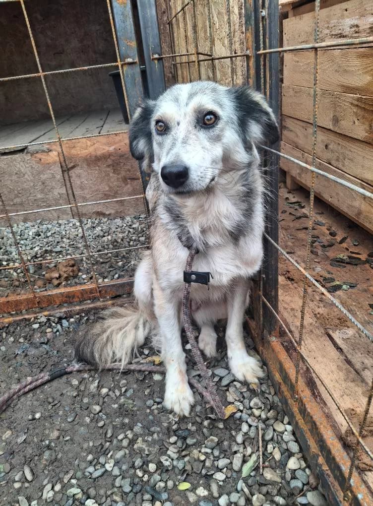 LISA 3060- adoptat, female young mixed breed for adoption at No Limit Pets, Romania