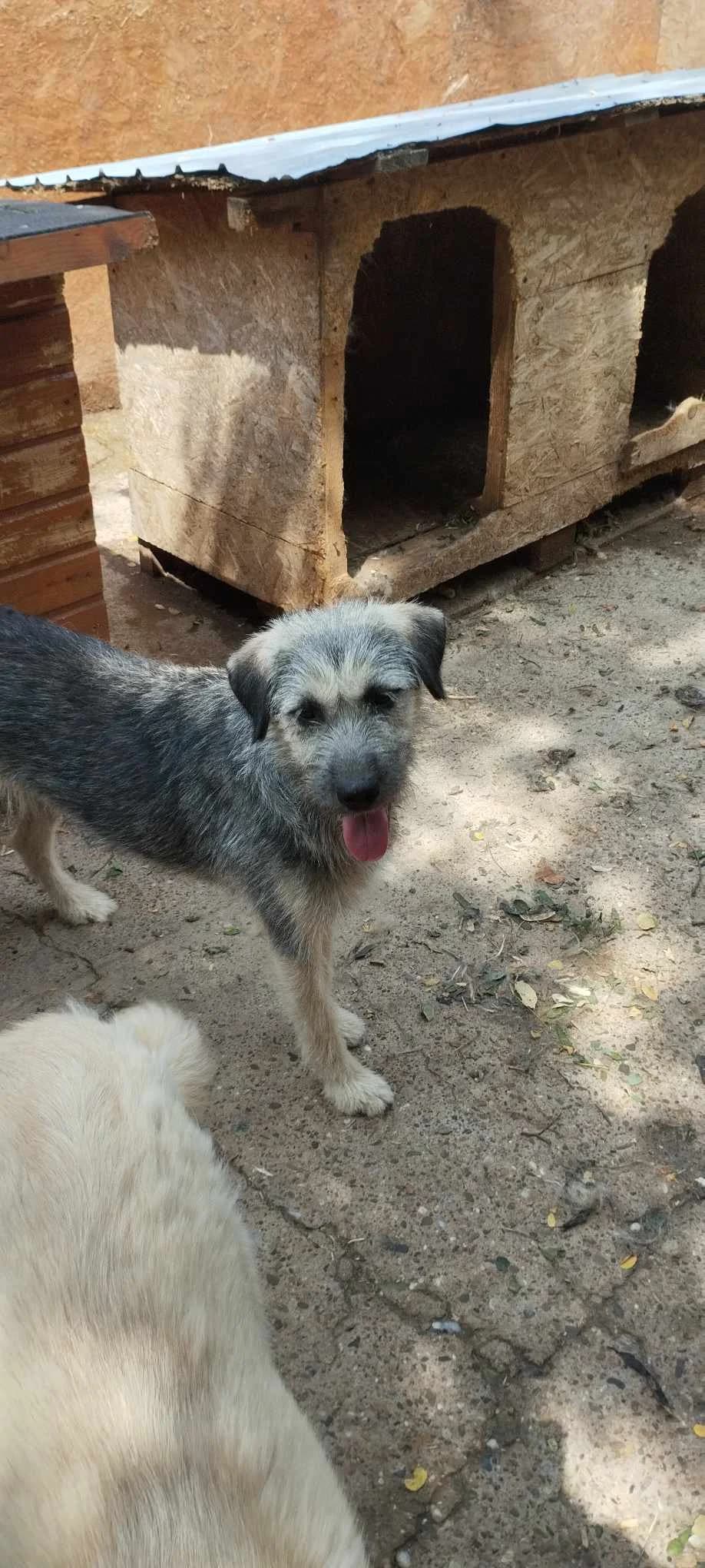 LISL 4885 – ADOPTAT, female mixed breed for adoption at No Limit Pets, Romania