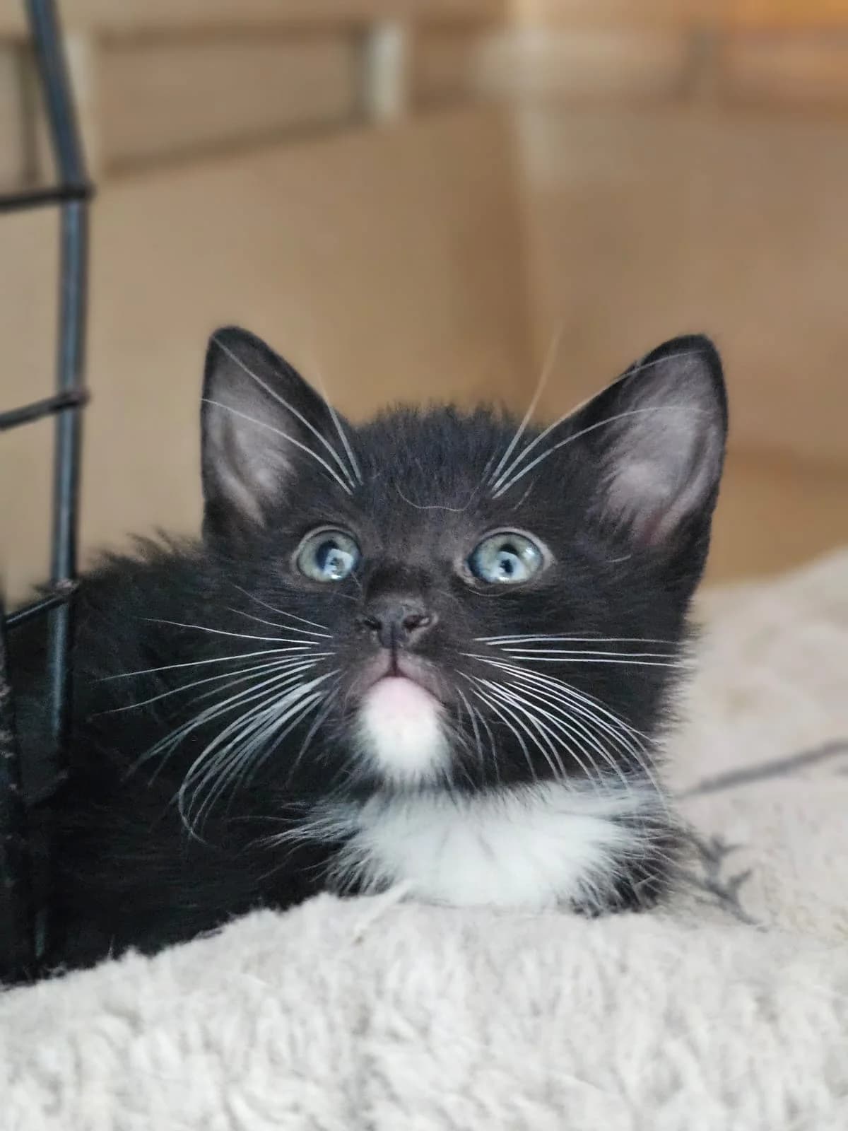 LOKI KITTEN – ADOPTAT, male mixed breed for adoption at No Limit Pets