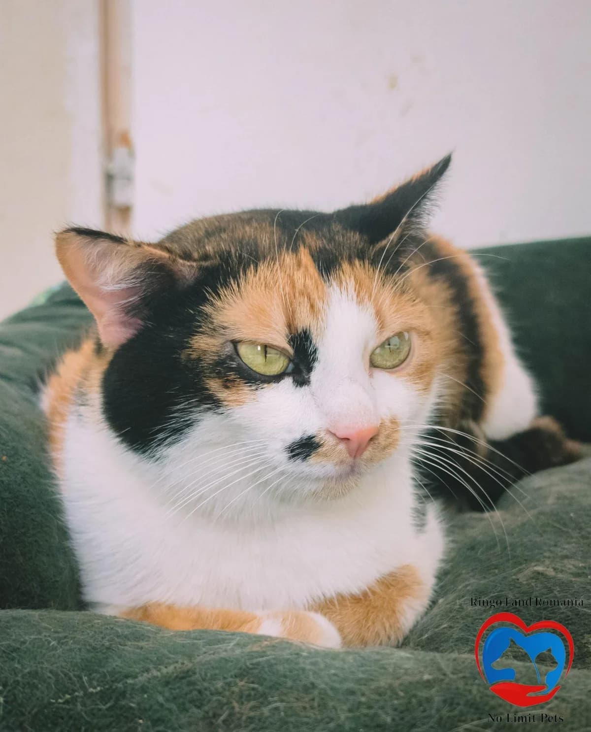 LOLA 1407 – ADOPTATA, female mixed breed for adoption at No Limit Pets, Romania