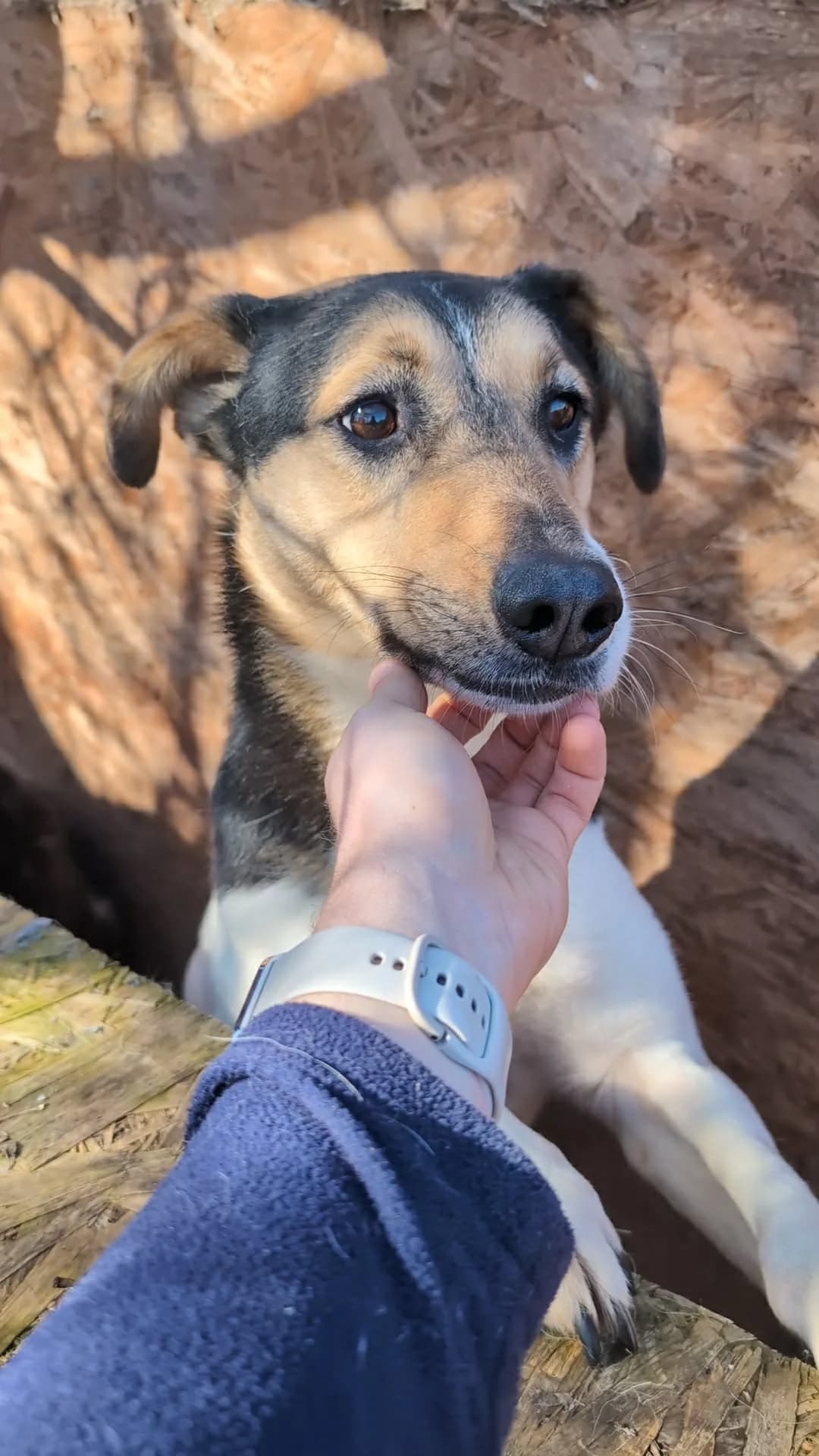 LOLLO 6378, male 3yo mixed breed for adoption at No Limit Pets, Romania