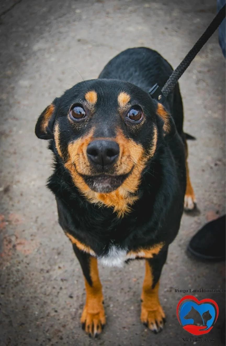 LOUIS, male mixed breed for adoption at No Limit Pets, Romania