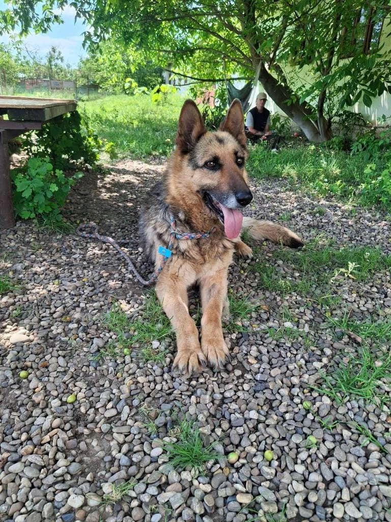 LOUISE 4162, female puppy mixed breed for adoption at No Limit Pets, Romania