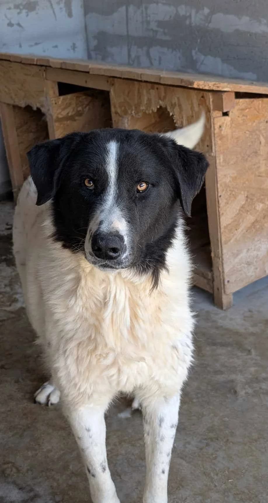 LU 5347, male 3yo mixed breed for adoption at No Limit Pets, Romania