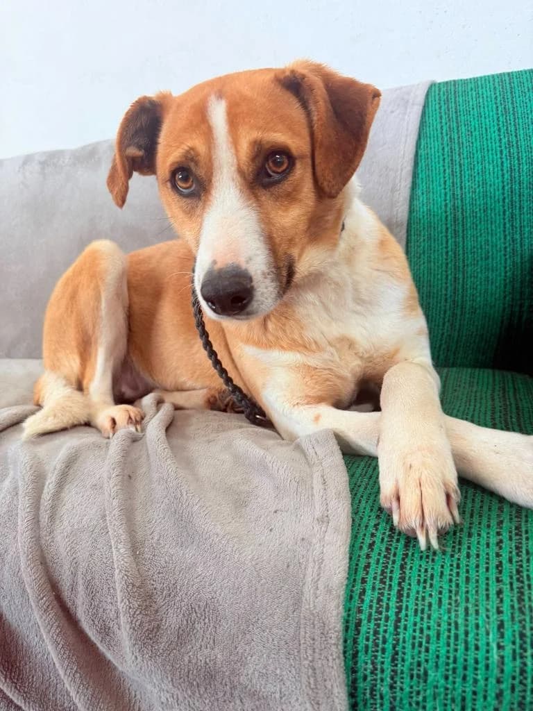 LUCA 1898, female Mixed Breed for adoption at No Limit Pets, Romania
