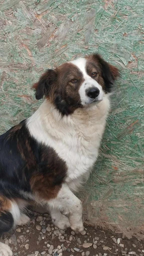LUCKY1746, male 3yo Mixed Breed for adoption at No Limit Pets, Romania