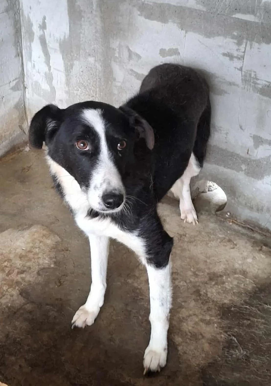 LUCY 1161, female 3yo Mixed Breed for adoption at No Limit Pets, Romania