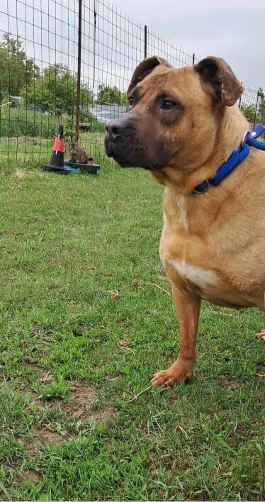 LUISE 1106, female mixed breed for adoption at No Limit Pets, Romania