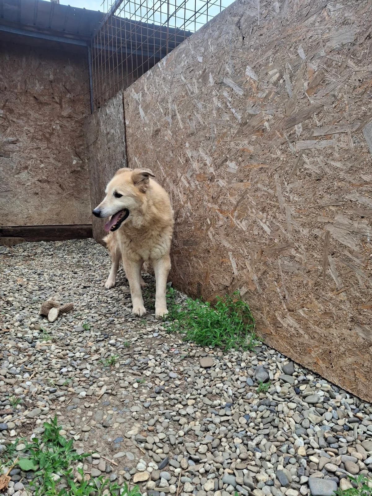 LUKE6579, male young mixed breed for adoption at No Limit Pets, Romania