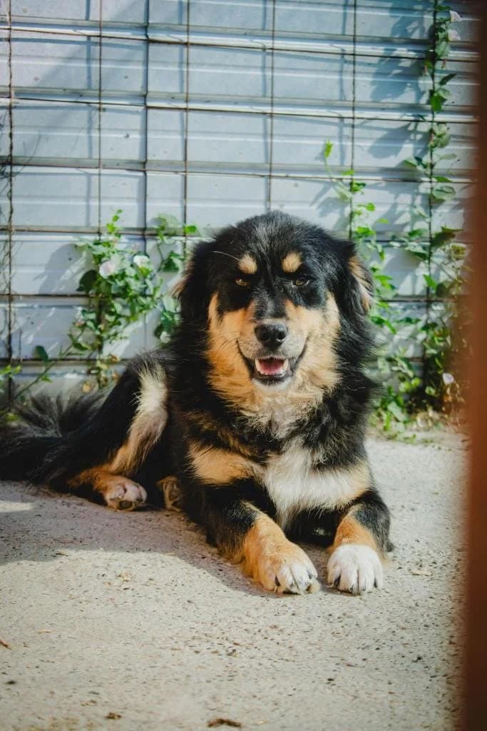 Luke 9143- ADOPTAT, male mixed breed for adoption at No Limit Pets, Romania