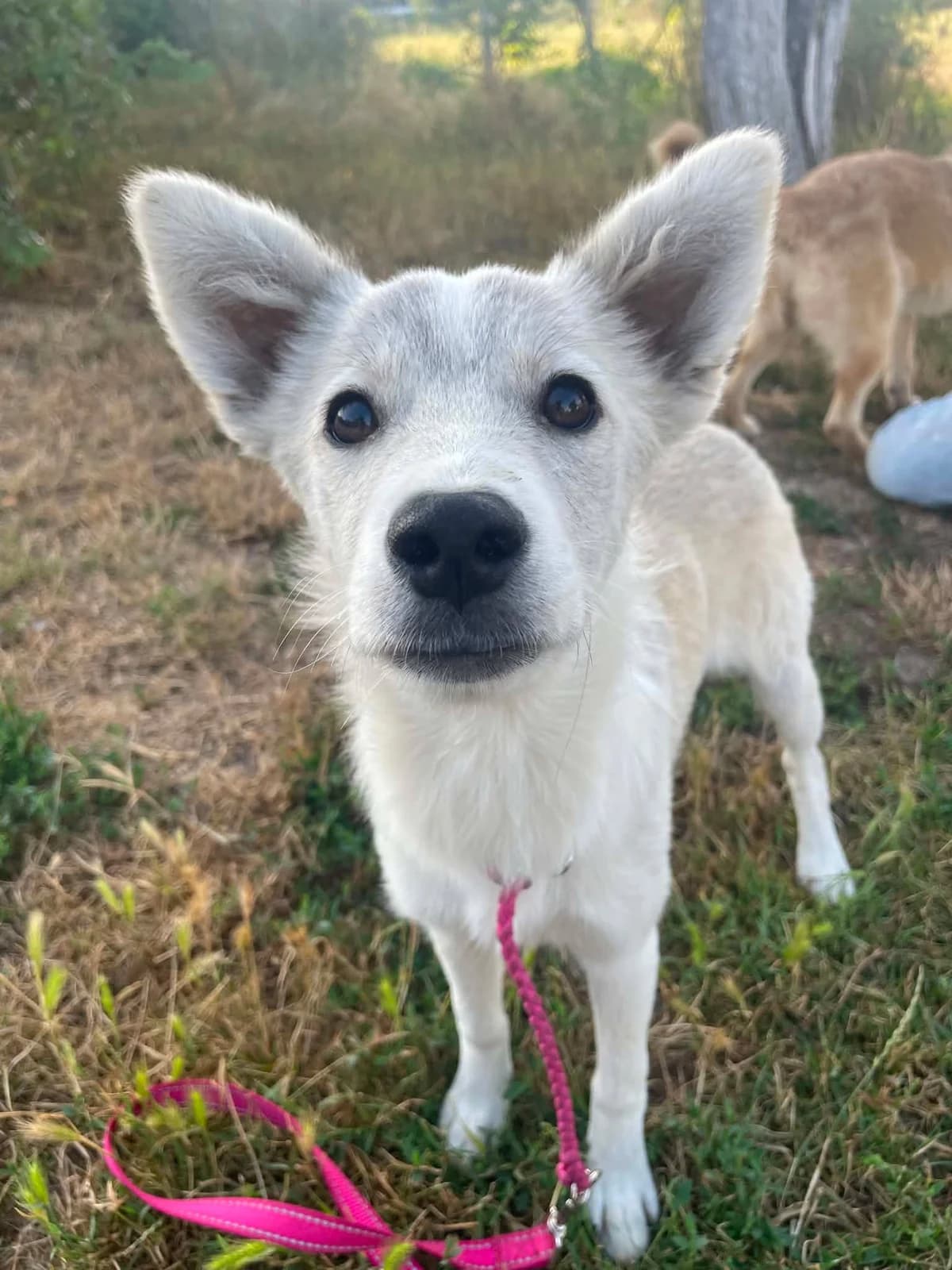LUMI 5388, female puppy mixed breed for adoption at No Limit Pets, Romania